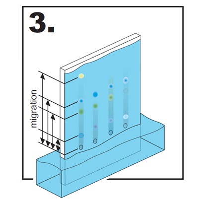 DS-Chromatographie_3