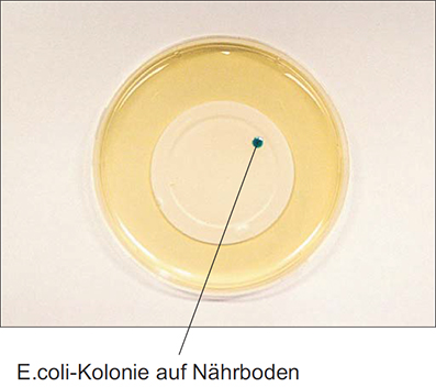 Bakteriologie1